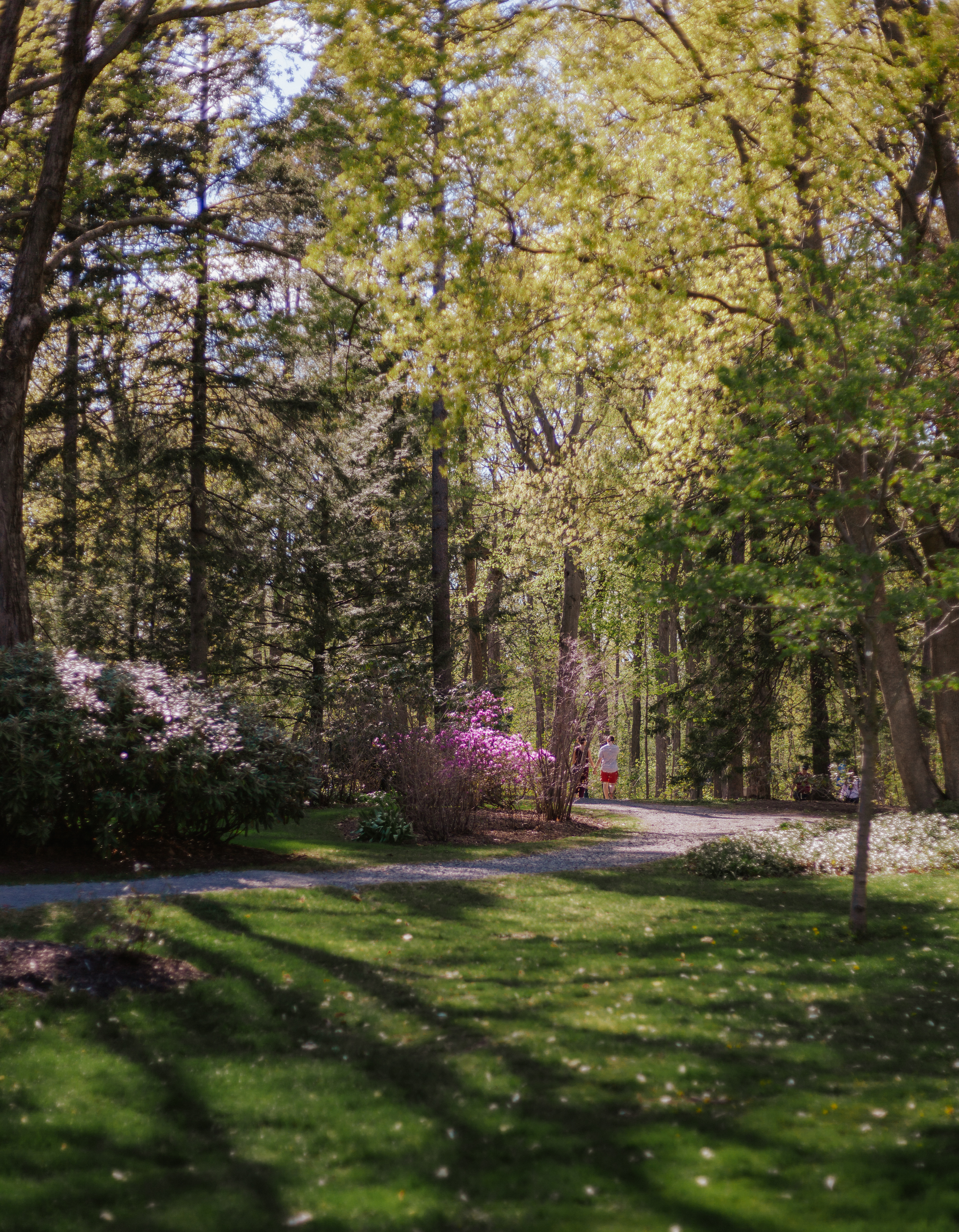 bois de coulonge