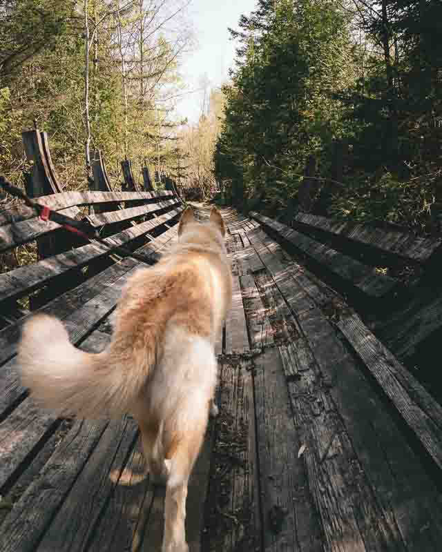 10 sentiers à explorer avec son chien dans la région de Québec